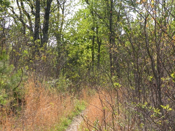 Lakeview Trail